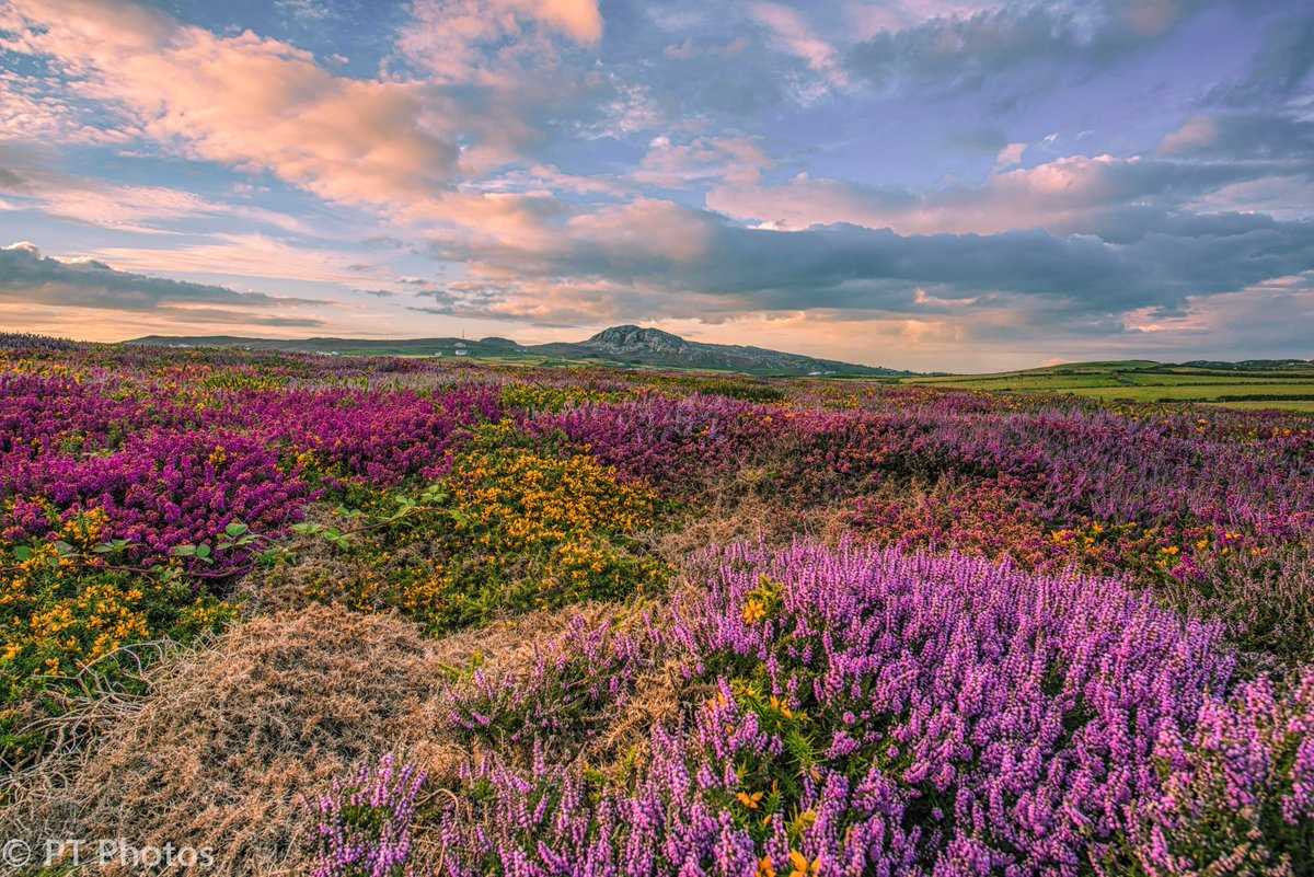 `Carpets of colour` in Anglesey