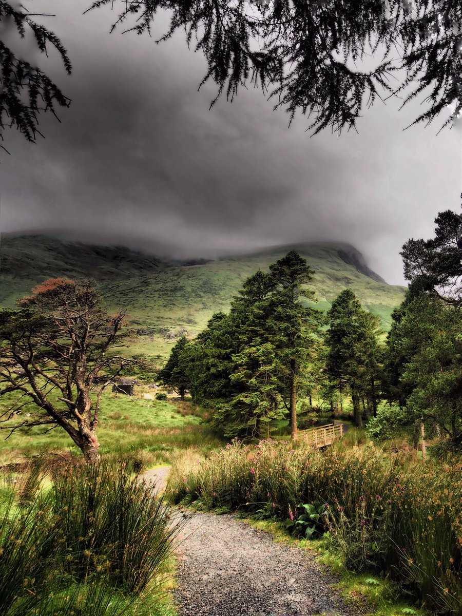 Quiet forest path in Snowdonia